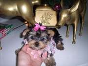 Yorkie Puppies for Sale! AKC registered